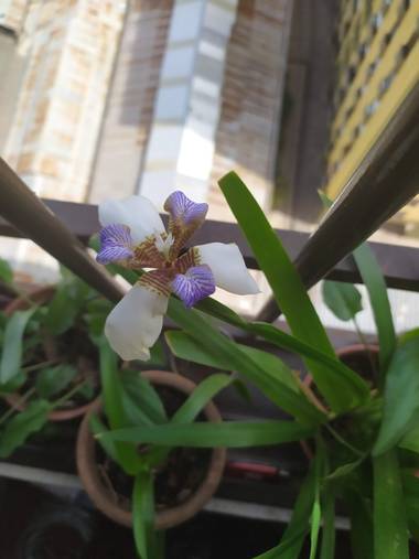 Martin.belinsky89 en Hamelin: Flora, Neomarica gracilis, #Flora21