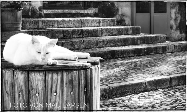 Mau Larsen en Hamelin: Fauna  (Dénia), Nombre: Gato Común Europeo, Gato Doméstico Romano, Celtic Shorthair
Origen: Europa
Características físicas: Musculos...