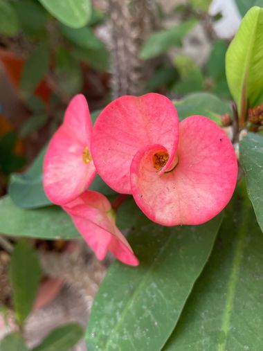 Juanatlantida82 en Hamelin: Flora, Euphorbia milii, #flores 