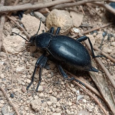Marcosrivas2000 en Hamelin: Fauna 