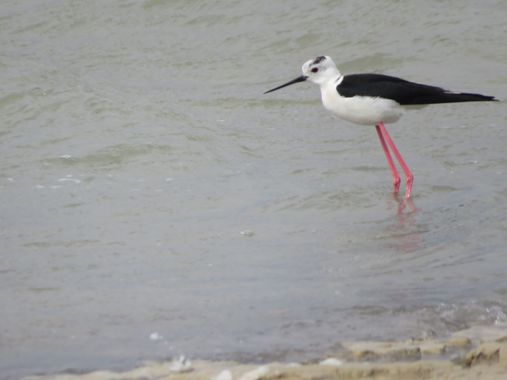 Solerantonio2 en Hamelin: Fauna  (Níjar), Himantopus himantopus (Linnaeus, 1758), Cigüeña comun