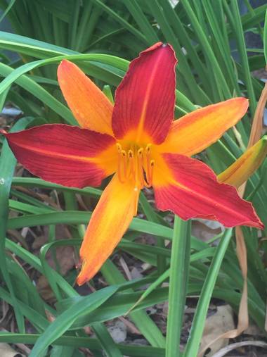 Erikalan9 en Hamelin: Flora  (Barcelona), Hemerocallis fulva