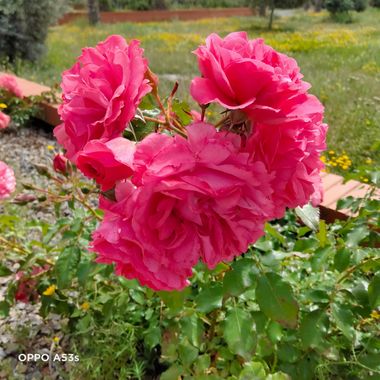 Solerantonio2 en Hamelin: Flora  (Almería), Rosas de jardin
