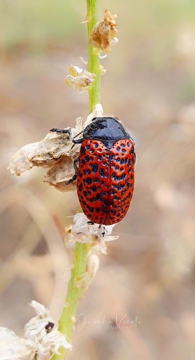 Juankafv en Hamelin: Fauna, Lachnaia variolosa (Linnaeus, 1767), 7-9 mm. Pequeño escarabajo de la familia Chrysomelidae; se distribuye por el norte de Mar...