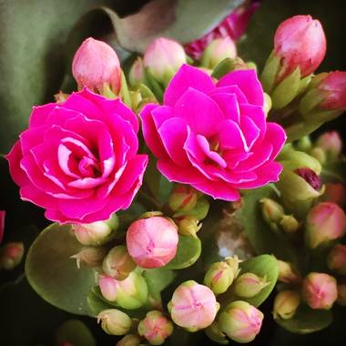 Erikalan9 en Hamelin: Flora  (Sant Cugat del Vallès), Kalanchoe blossfeldiana
