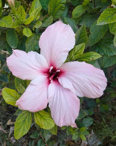 Solerantonio2 en Hamelin: Flora  (Almeria), Planta