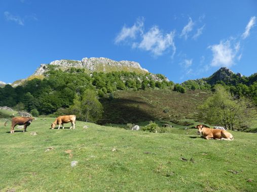 mariale en Hamelin: Paisaje  (Caso), 📸 #marialemdza
💚 🌿🌸🌿💚
#CumpleHamelin
#Naturaleza #BellezaNatural #paisaje 
#Asturias  #Montaña #forest #bosque #...