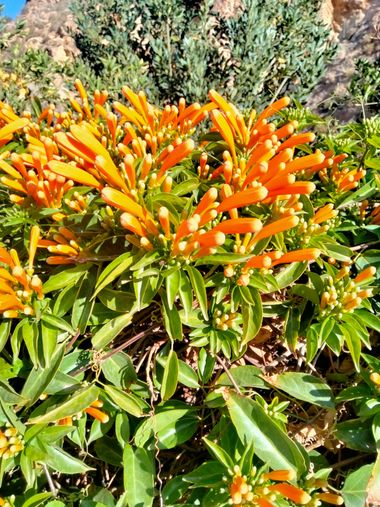 Solerantonio2 en Hamelin: Flora  (Alboloduy), Pyrostegia venusta, Planta