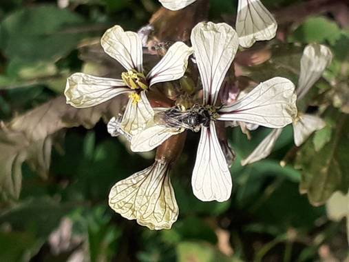 KDias en Hamelin: Flora, 🙂