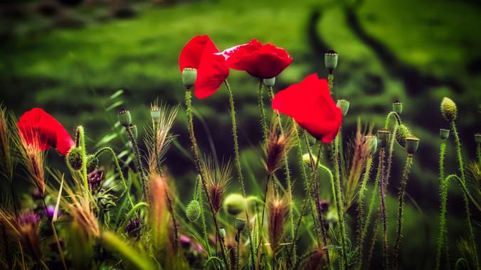Lidia en Hamelin: Flora  (Zaragoza), Papaver rhoeas, #flora21 
