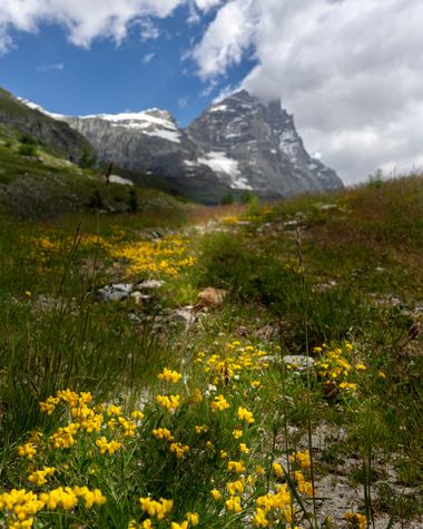 3pnoe6 en Hamelin: Paisaje  (Zermatt), #cumplehamelin#cervino#alpesitalianos#valledearousa##flores#montaña#alpes#fotografiadepaisage