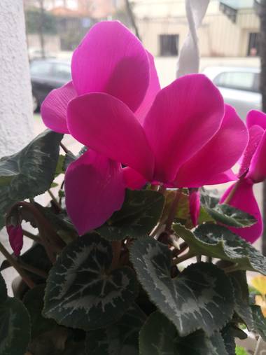 iambutterflyspirit en Hamelin: Flora  (Madrid), Cyclamen persicum, Collection: My flowers at home ☺️♥️