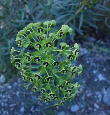Solerantonio2 en Hamelin: Flora  (Laujar de Andarax), Euphorbia characias, Planta