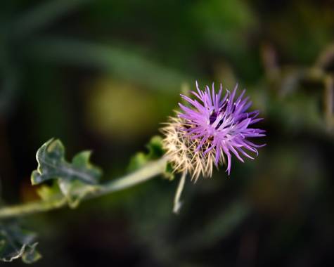 ralphlagarillo en Hamelin: Flora  (Cártama), Centaurea aspera, #flora21