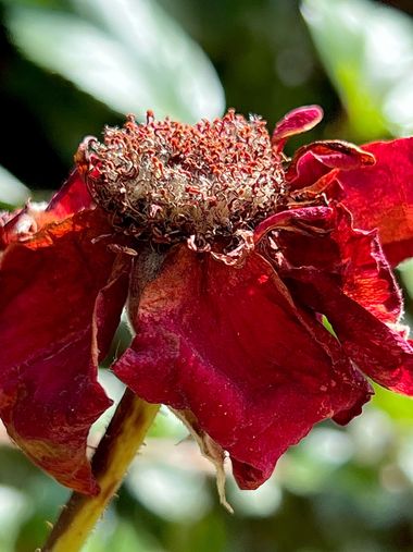 su en Hamelin: Flora  (Gelves), #flor #rosa #marchita 