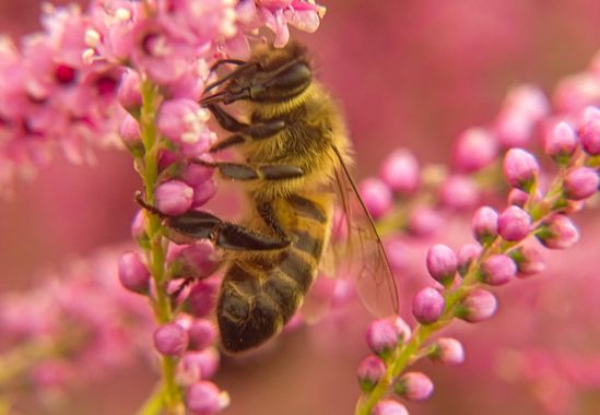 Eritz.cortazar en Hamelin: Fauna  (Barrika), Abeja (Apis mellifera Linnaeus, 1758)sobre un Tamariz (Tamarix gallica)


#abeja #abejaobrera #apis #apismelli...