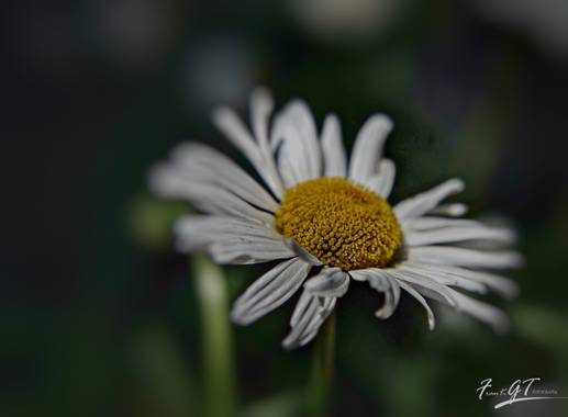 Frankgt48 en Hamelin: Flora  (El Molar), #flora21 