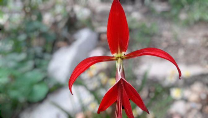 Mpinfante en Hamelin: Flora, Sprekelia formosissima, # Flor de Lis
• Planta bulbosa con flores grandes y llamativas de color rojo escarlata. Los pétalos s...