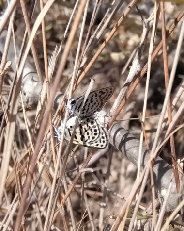 Solerantonio2 en Hamelin: Fauna  (El Pocico), Insecto