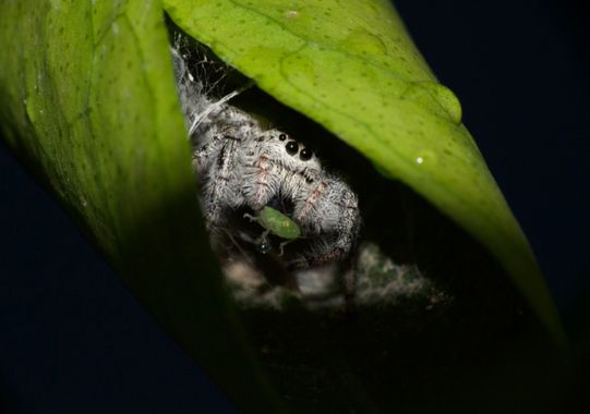 Claudia I. en Hamelin: Fauna  (Cuauhtémoc), #salticidae #aracnido #arañasaltarina #macro #spider 