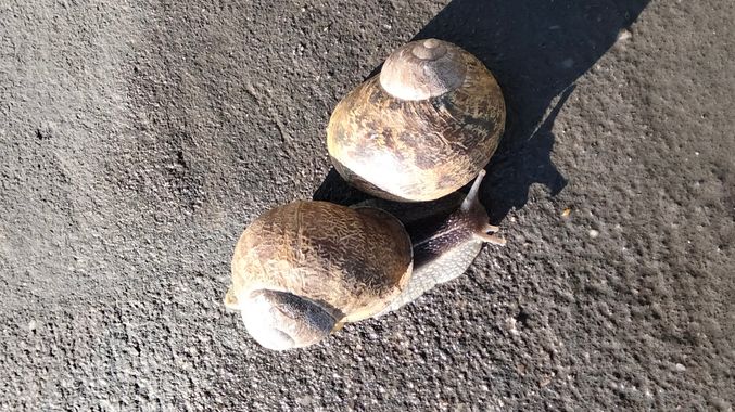 Solerantonio2 en Hamelin: Fauna  (Almería), Caracol