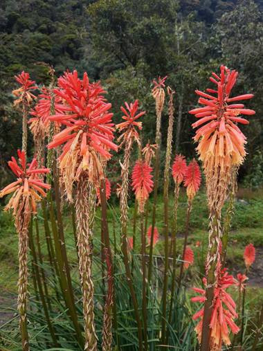 Capturandopostales en Hamelin: Flora  (Salento), Kniphofia uvaria, #flora21 #quindio #cocora #flora #flor #naturalezq