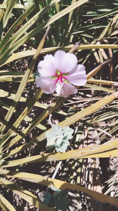Solerantonio2 en Hamelin: Flora  (Níjar), Malva subovata, Planta