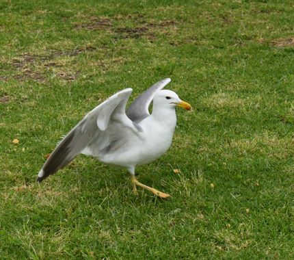 Solerantonio2 en Hamelin: Fauna  (Níjar), Larus michaellis Naumann, 1840, Gaviota patiamarillas