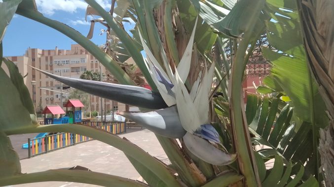 Solerantonio2 en Hamelin: Flora  (Almería), Strelitzia nicolai, Planta Ave del paraiso