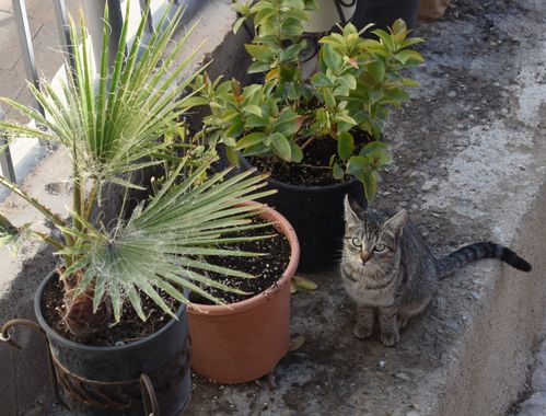 Solerantonio2 en Hamelin: Fauna  (Spain), Felino