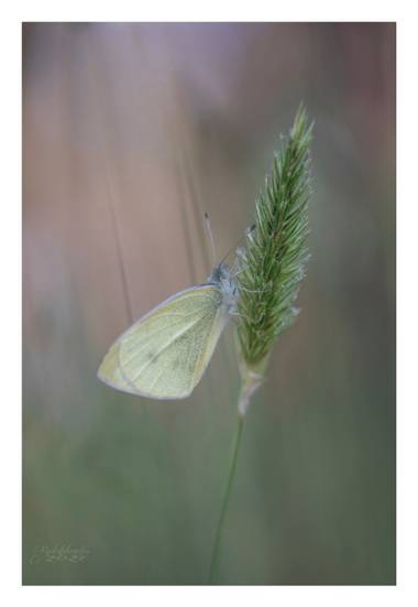Antonio.rsoto.66 en Hamelin: Fauna  (Hinojos), #flora21