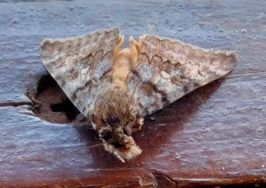 Solerantonio2 en Hamelin: Fauna  (Níjar), Insecto