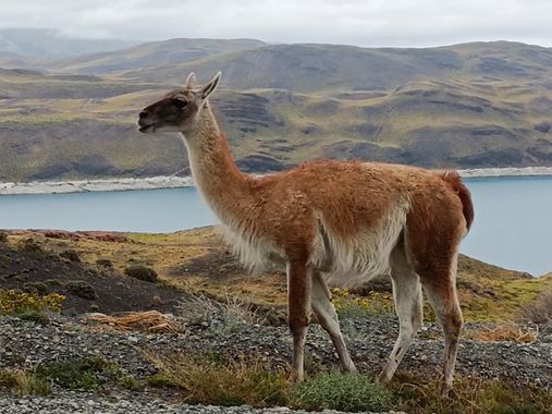 Creandoaficiones en Hamelin: Fauna, #guanaco 