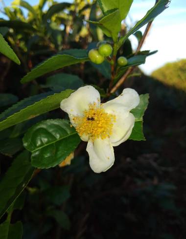 Caritobarczuk28 en Hamelin: Flora, Camellia sinensis