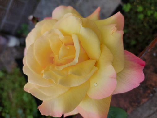 Mpinfante en Hamelin: Flora, Rosa spp., #Rosas cultivadas