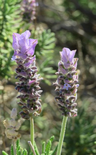 Solerantonio2 en Hamelin: Flora  (Almería), Lavandula dentata, Planta