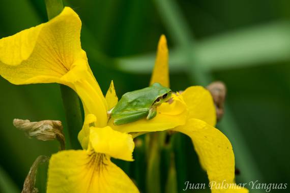 Jmpyanguas  en Hamelin: Fauna 