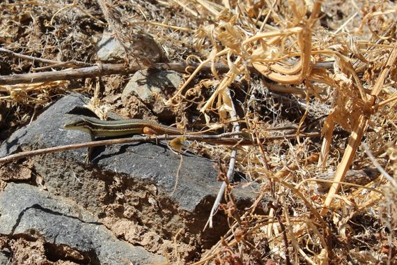 Guillesepulvedaelena en Hamelin: Fauna  (Tolox), #lagartijacolilarga #psammodromusalgirus #reptiles 

