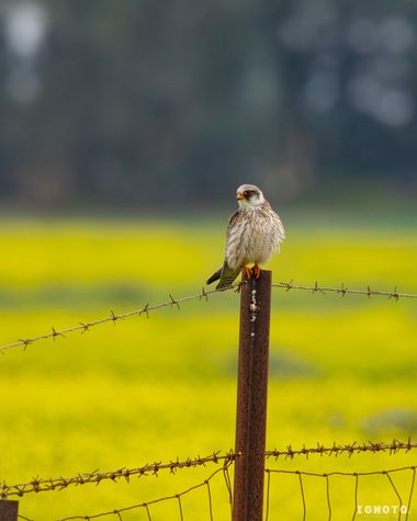 Ignoto en Hamelin: Fauna  (Villamanrique de la Condesa)