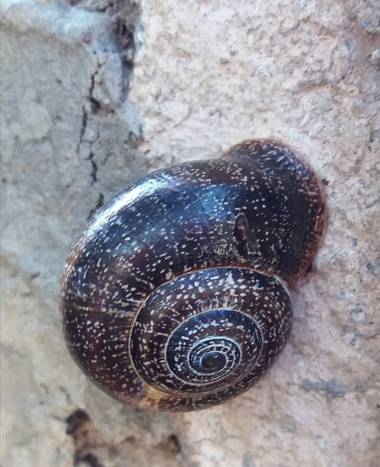 VickyOnTheRocks en Hamelin: Fauna  (Liria), #cristianes #moros #caracoles #myfriends #mijardin
