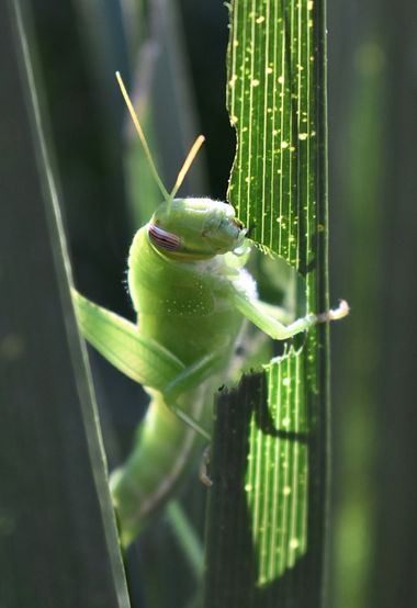 Beethovenzujo_86 en Hamelin: Fauna  (Murcia), Anacridium aegyptium (Linnaeus, 1764), Ninfa de langosta Egipcia

#nature #naturaleza2022 #anacridium #green
...