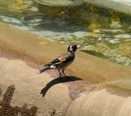 Solerantonio2 en Hamelin: Fauna  (Partido Judicial de Granada), Carduelis carduelis (Linnaeus, 1758), Ave