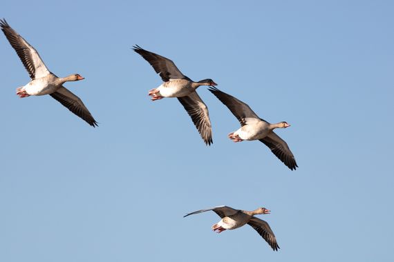 Romareyesg en Hamelin: Fauna  (Viladecans), Anser anser (Linnaeus, 1758), R.N. Delta del Llobregat, El Remolar, Viladecans, Baix Llobregat, Catalunya