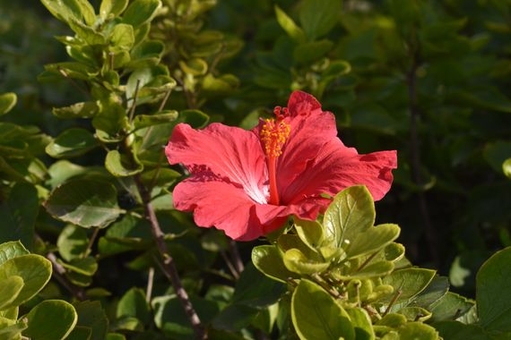 Solerantonio2 en Hamelin: Flora  (Avenida del Mediterráneo), Planta