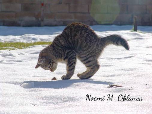 Noemi en Hamelin: Fauna, Sepuede comer....mmmm....????
#gato #cat #nieve
