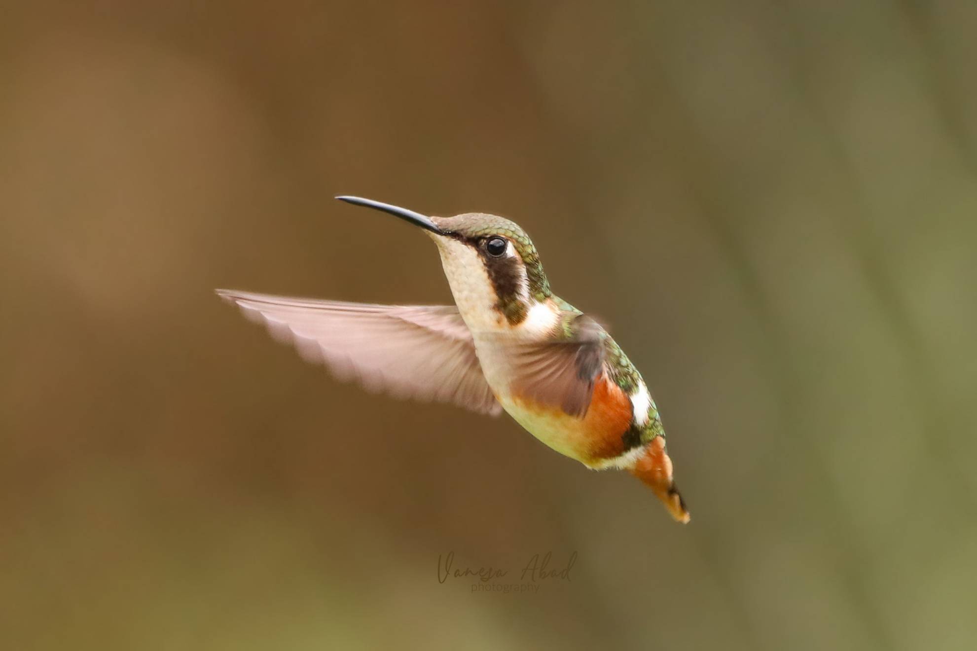 “Rumbito buchiblanco” (Chaetocercus mulsant)
