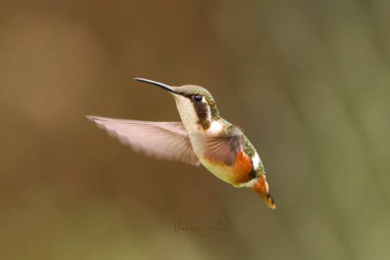 vanesaabadr en Hamelin: Fauna  (Villamaría), Chaetocercus mulsant (Bourcier, 1842), Este es uno de los colibríes que más me ha costado fotografiar y que má...