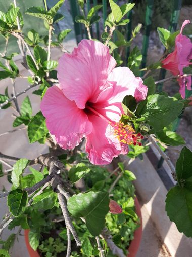 Abigail en Hamelin: Flora, Hibiscus rosa-sinensis, Flor