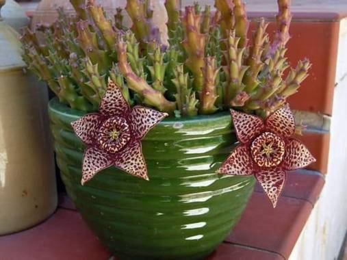 Alejillo01234 en Hamelin: Flora, Orbea variegata