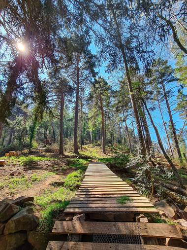 Marijohz en Hamelin: Paisaje  (Ezcaray), Al bosque...